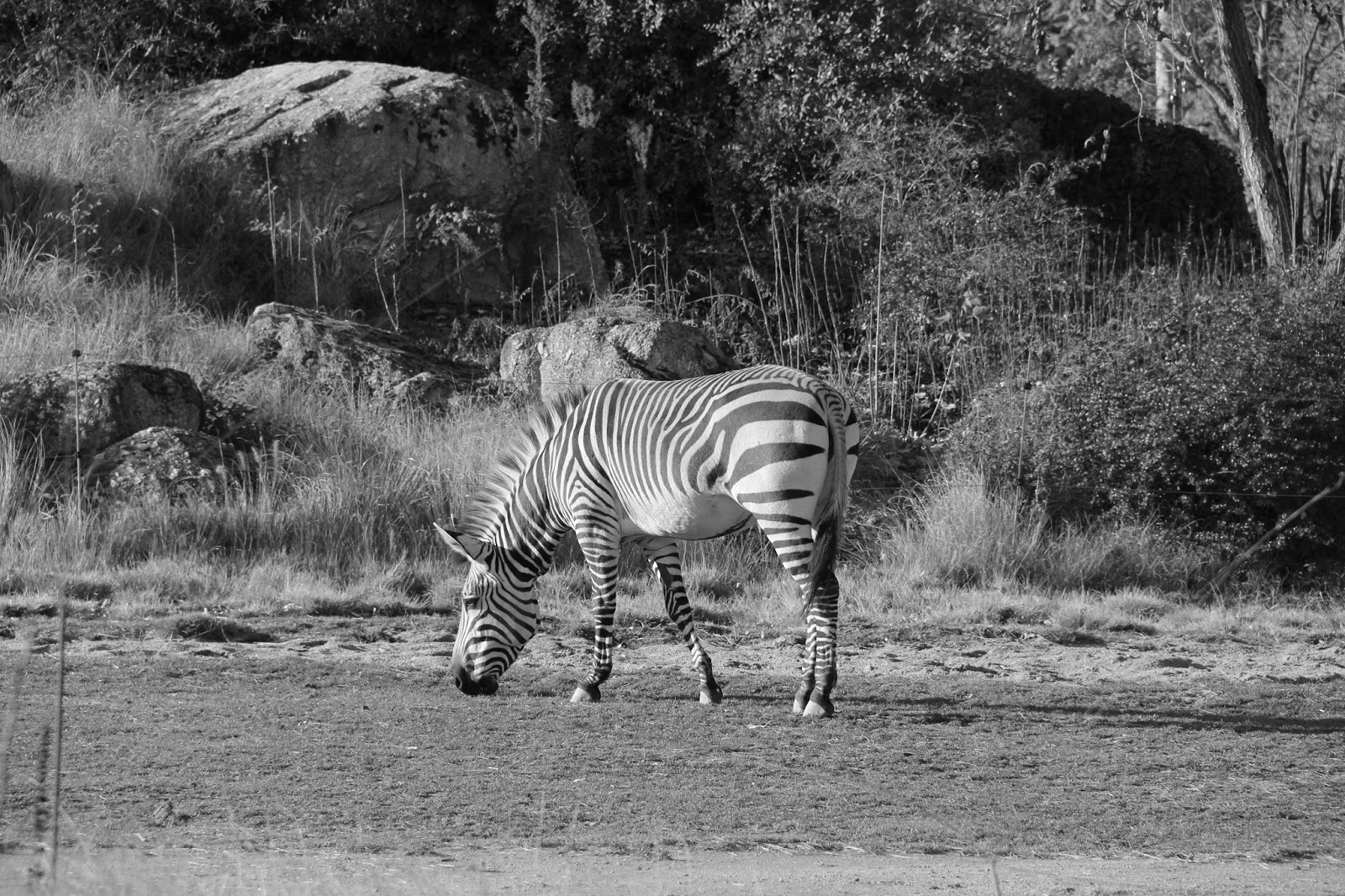 Zebra im Stadtpark von Lyon